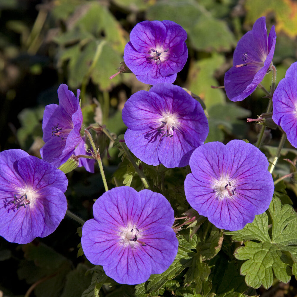 Mehrjährige Himalaya-Geranie Gravetye - Geranium himalayense Gravetye - Bakker