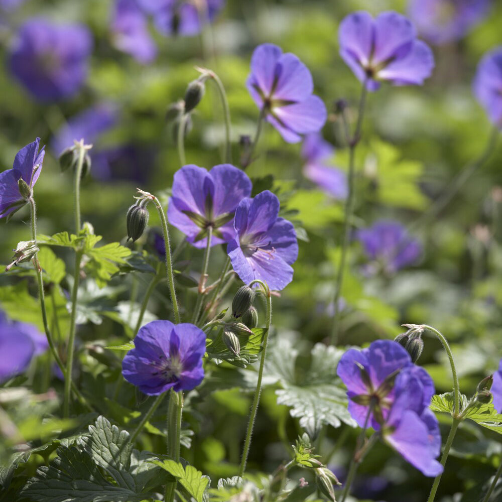 Geranien - Mehrjährige Himalaya-Geranie Gravetye - Geranium himalayense Gravetye