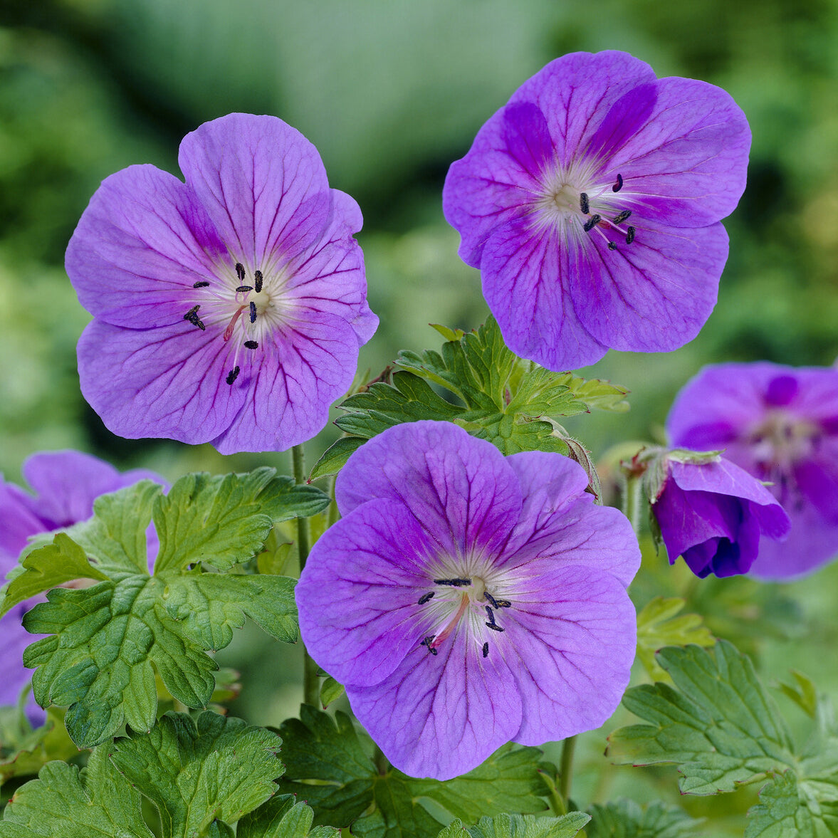 Geranium himalayense Gravetye - Mehrjährige Himalaya-Geranie Gravetye - Geranien