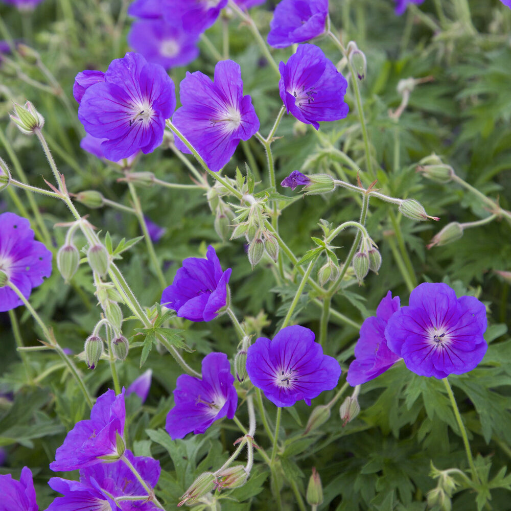 Geranium orion - Storchschnabel ‘Orion’ - Geranien