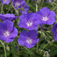 Storchschnabel ‘Orion’ - Geranium orion - Bakker