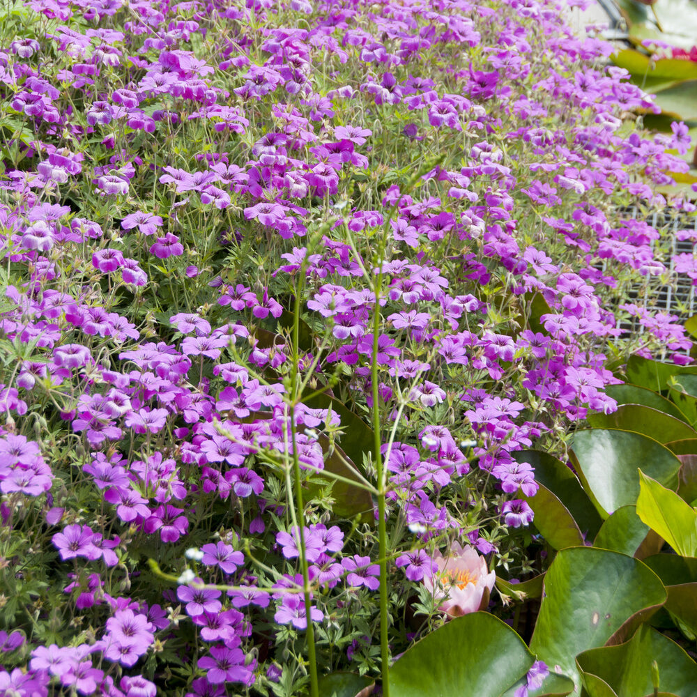 Geranium macrorrhizum Czakor - Balkan-Storchschnabel Czakor - Geranien
