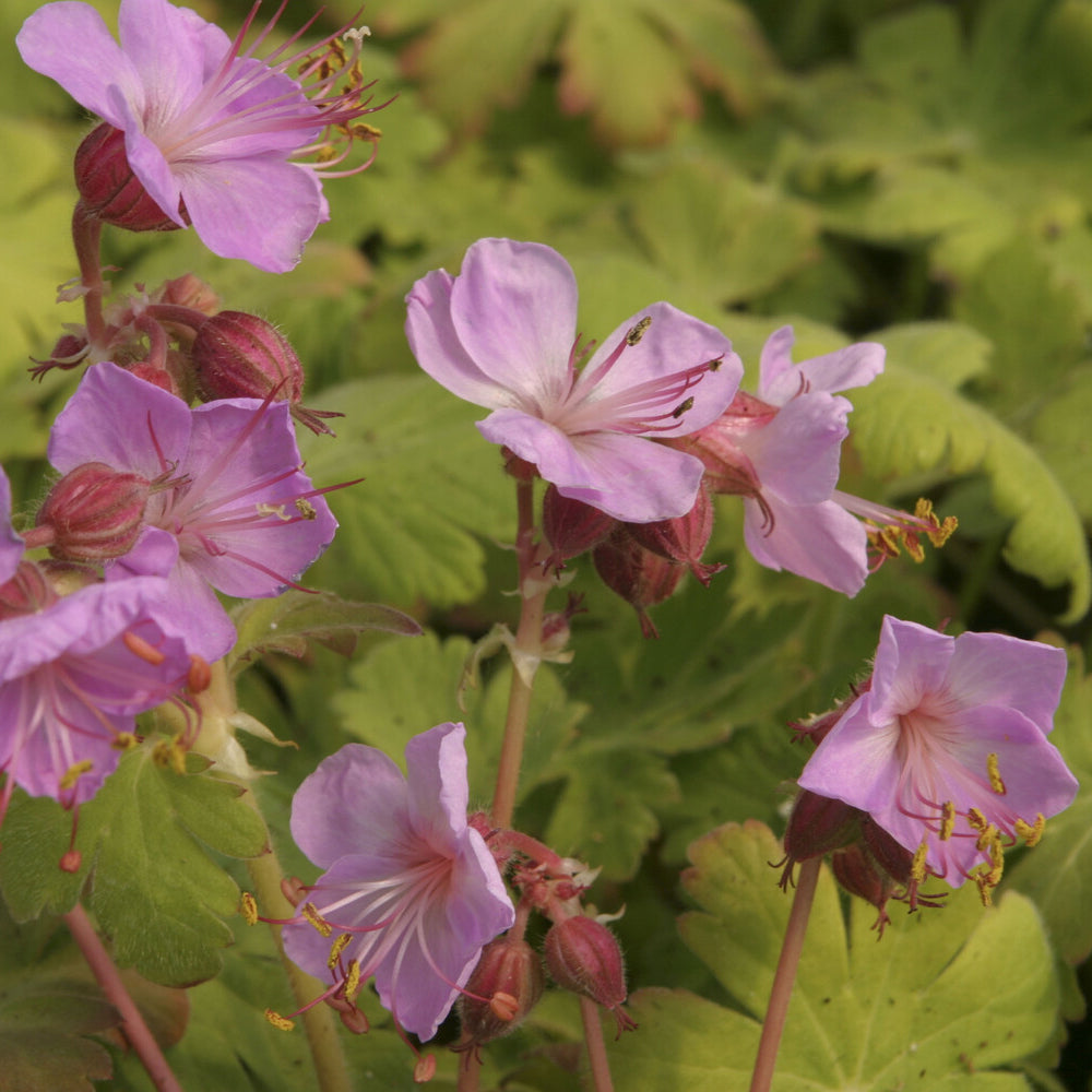 Balkan-Geranie Ingwersens Variety - Geranium macrorrhizum Ingwersen's Variety - Bakker