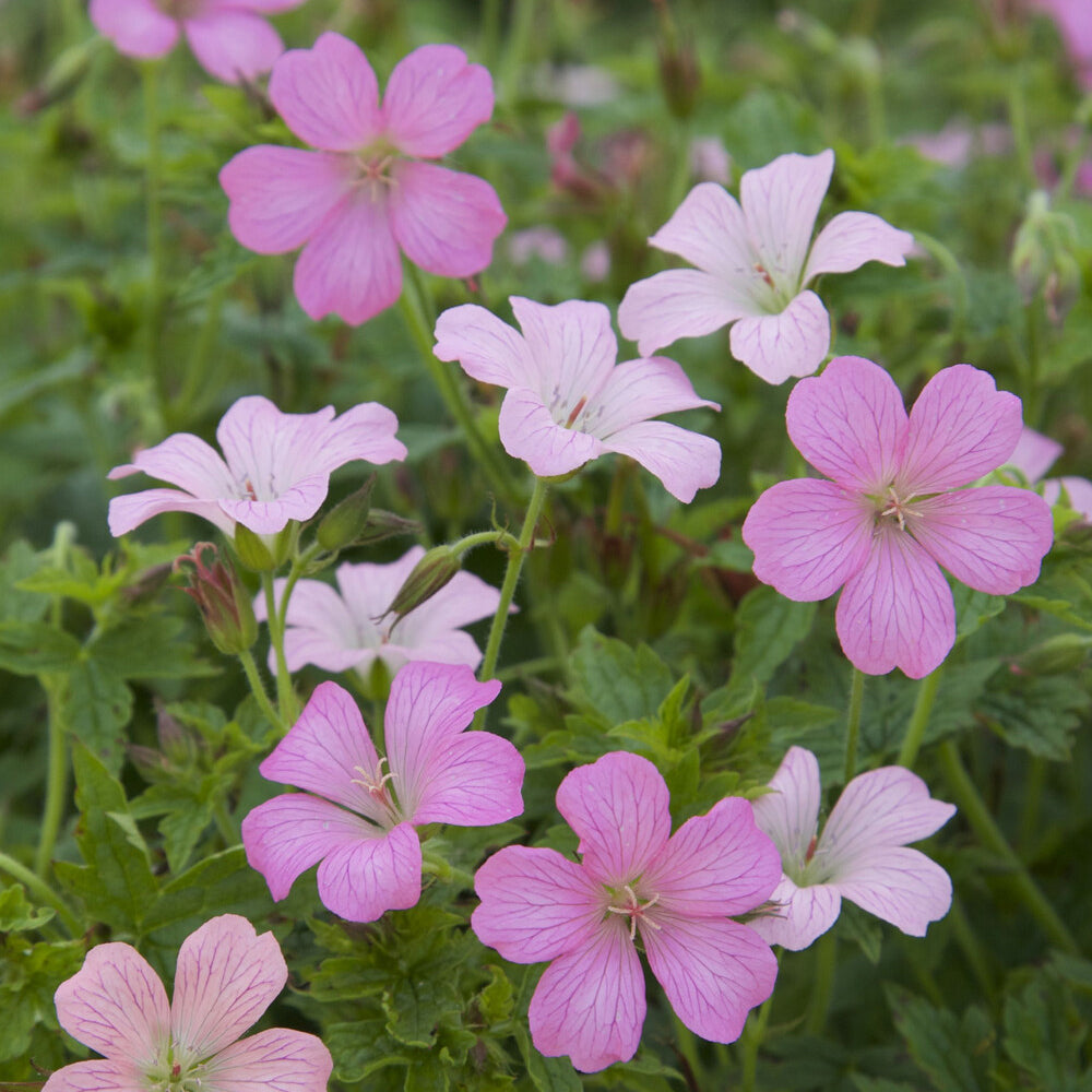Storchschnabel ‘Rose Clair’ - Bakker