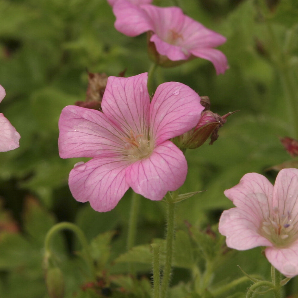 Storchschnabel ‘Rose Clair’ - Geranium oxonianum Rose Clair - Bakker