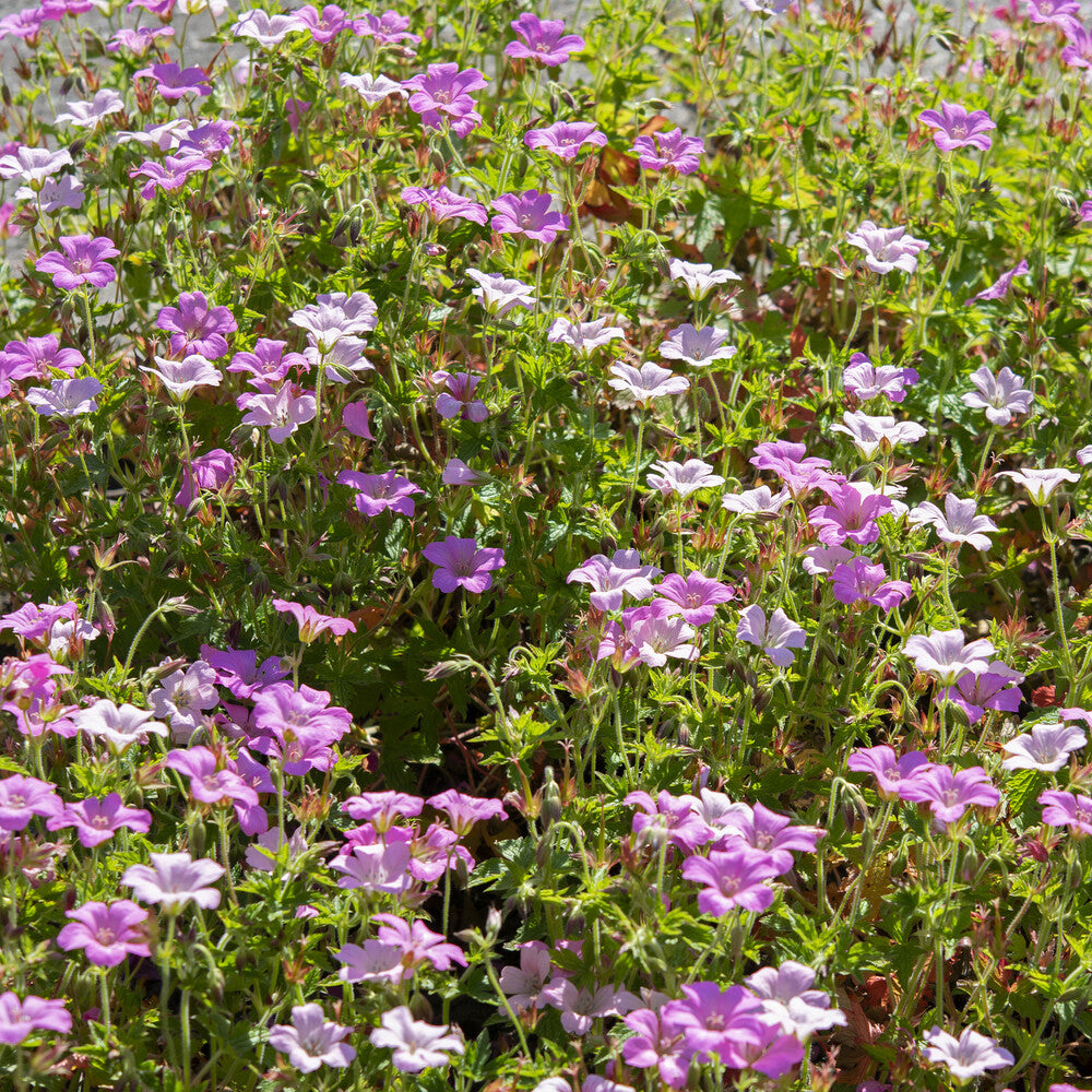 Geranien - Storchschnabel ‘Rose Clair’ - Geranium oxonianum Rose Clair