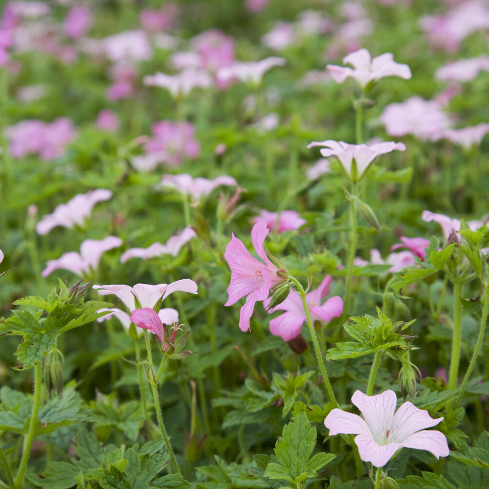 Geranium oxonianum Rose Clair - Storchschnabel ‘Rose Clair’ - Geranien