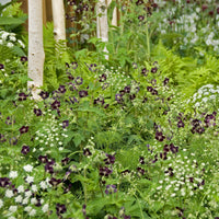 Geranien - Braune Staudengeranie - Geranium phaeum