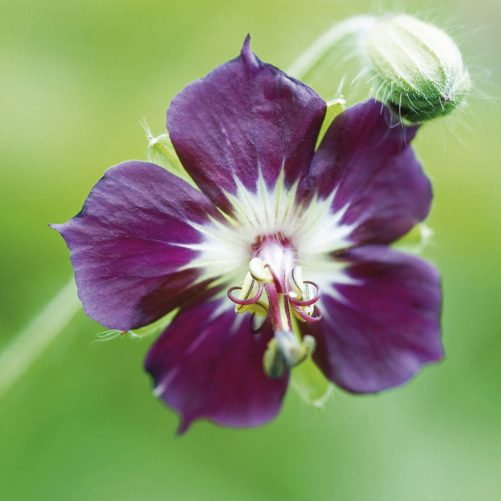 Geranium phaeum - Braune Staudengeranie - Geranien