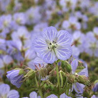 Geranien - Wiesengeranie Mrs. Kendall Clark - Geranium pratense Mrs Kendall Clark