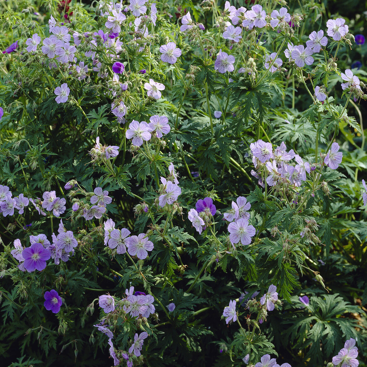 Geranium pratense Mrs Kendall Clark - Wiesengeranie Mrs. Kendall Clark - Geranien