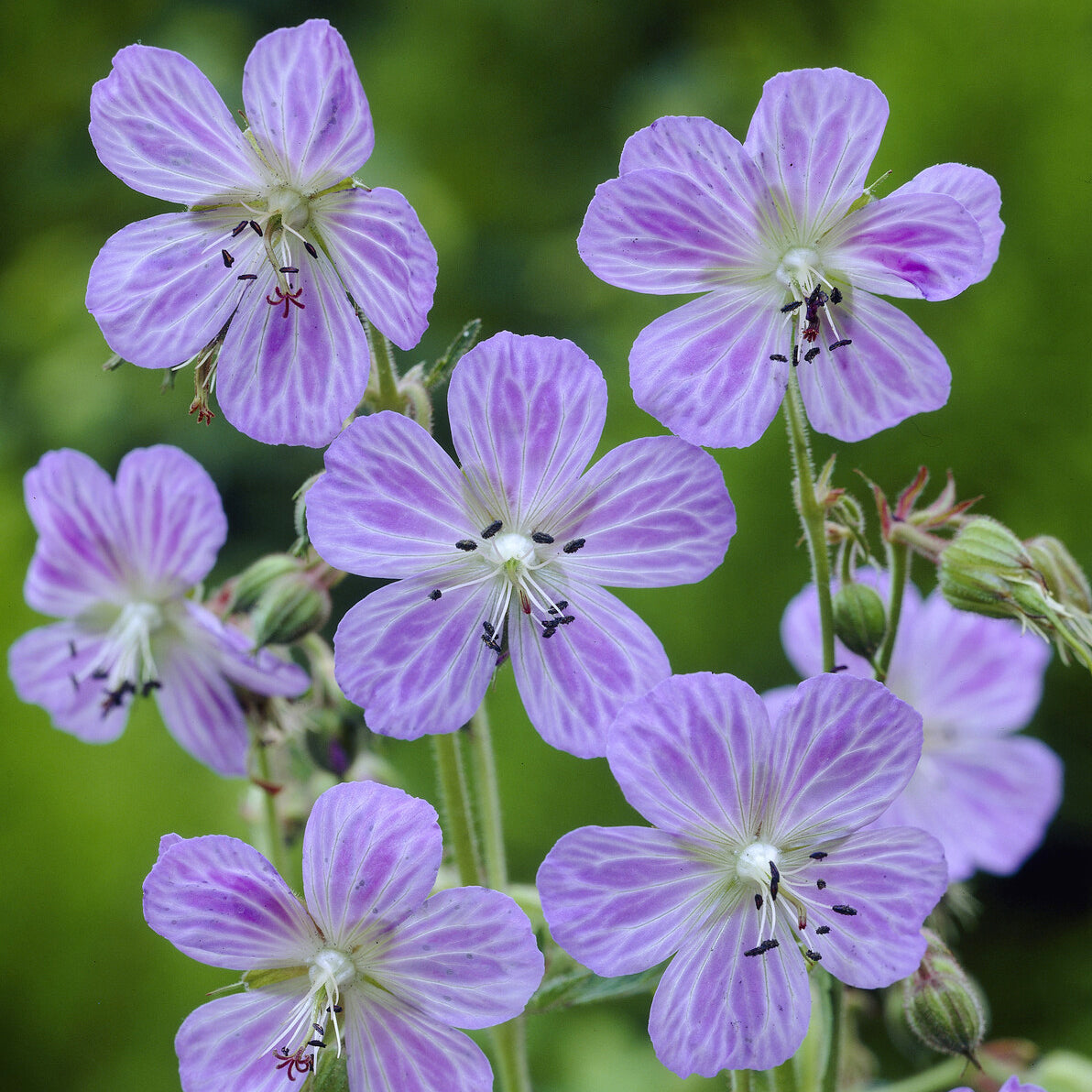Wiesengeranie Mrs. Kendall Clark - Geranium pratense Mrs Kendall Clark - Bakker
