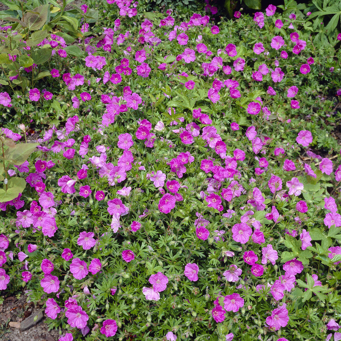 Blut-Storchschnabel Ankum's Pride - Geranium sanguineum Ankum's Pride - Bakker