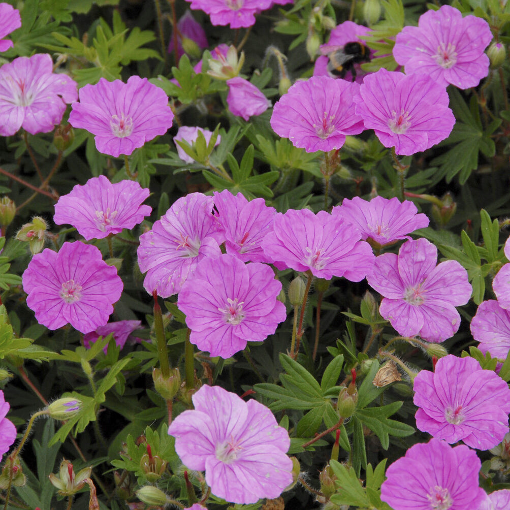 Geranium sanguineum Ankum's Pride - Blut-Storchschnabel Ankum's Pride - Geranien