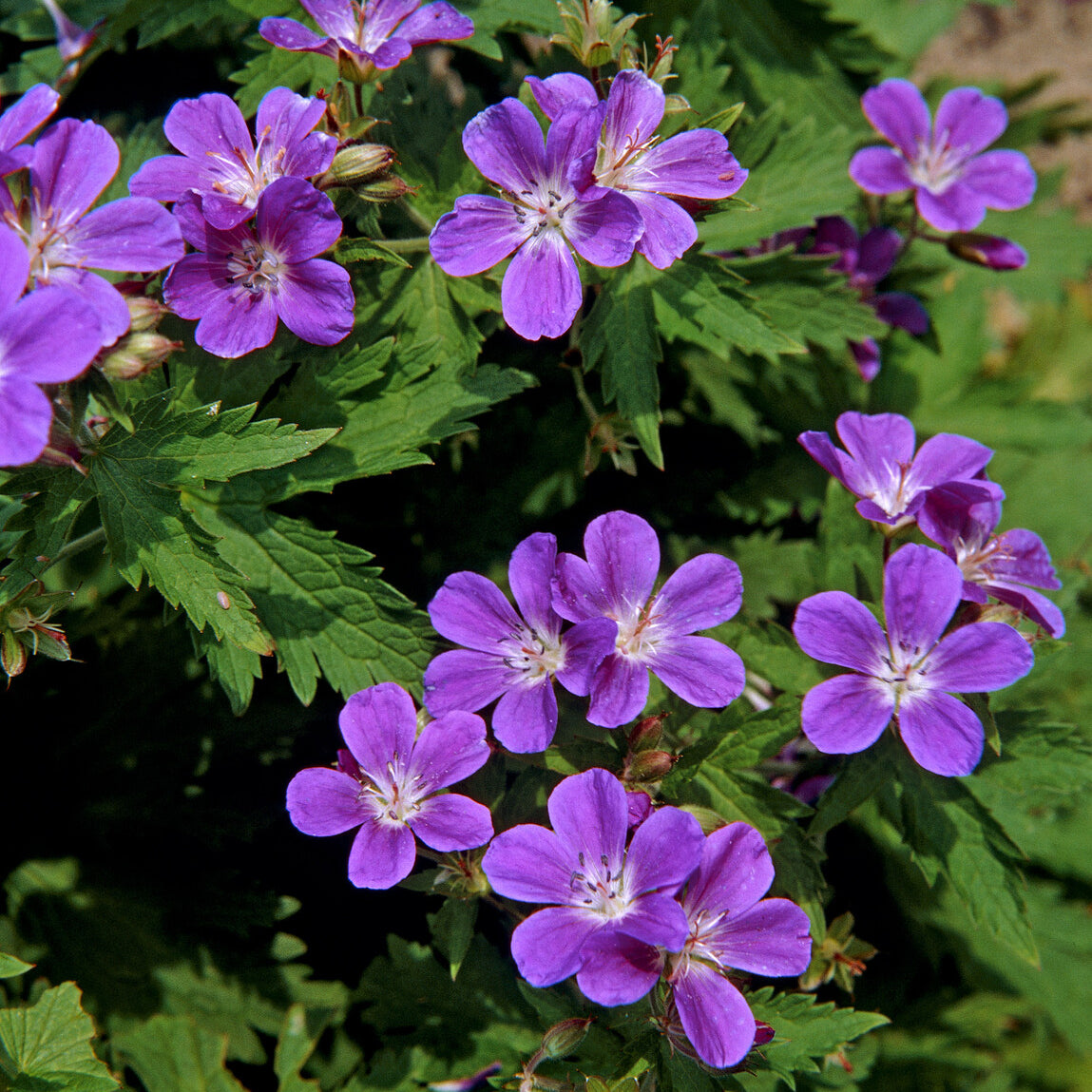 Geranium sylvaticum Mayflower - Wald-Storchschnabel ‘Mayflower’ - Geranien