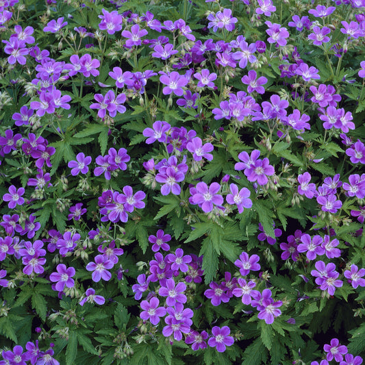 Wald-Storchschnabel ‘Mayflower’ - Bakker