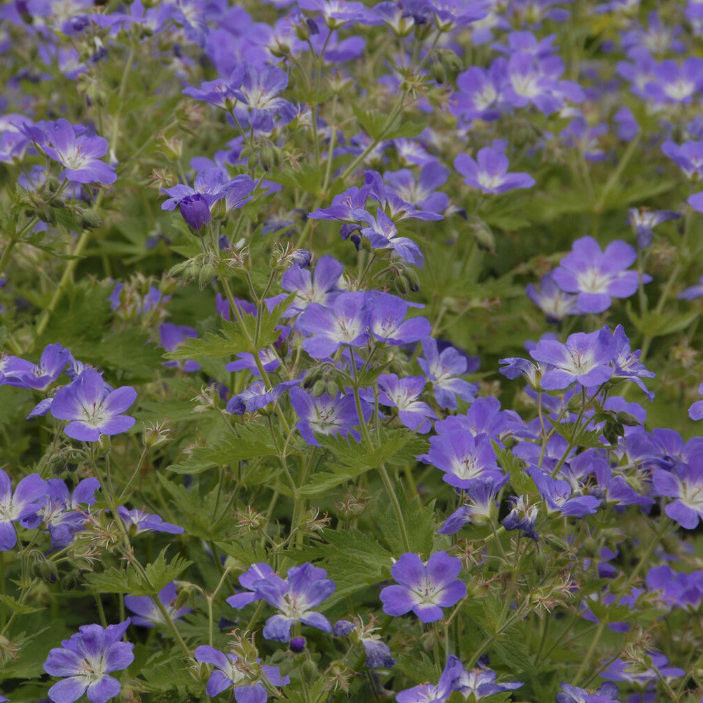 Wald-Storchschnabel ‘Mayflower’ - Geranium sylvaticum Mayflower - Bakker