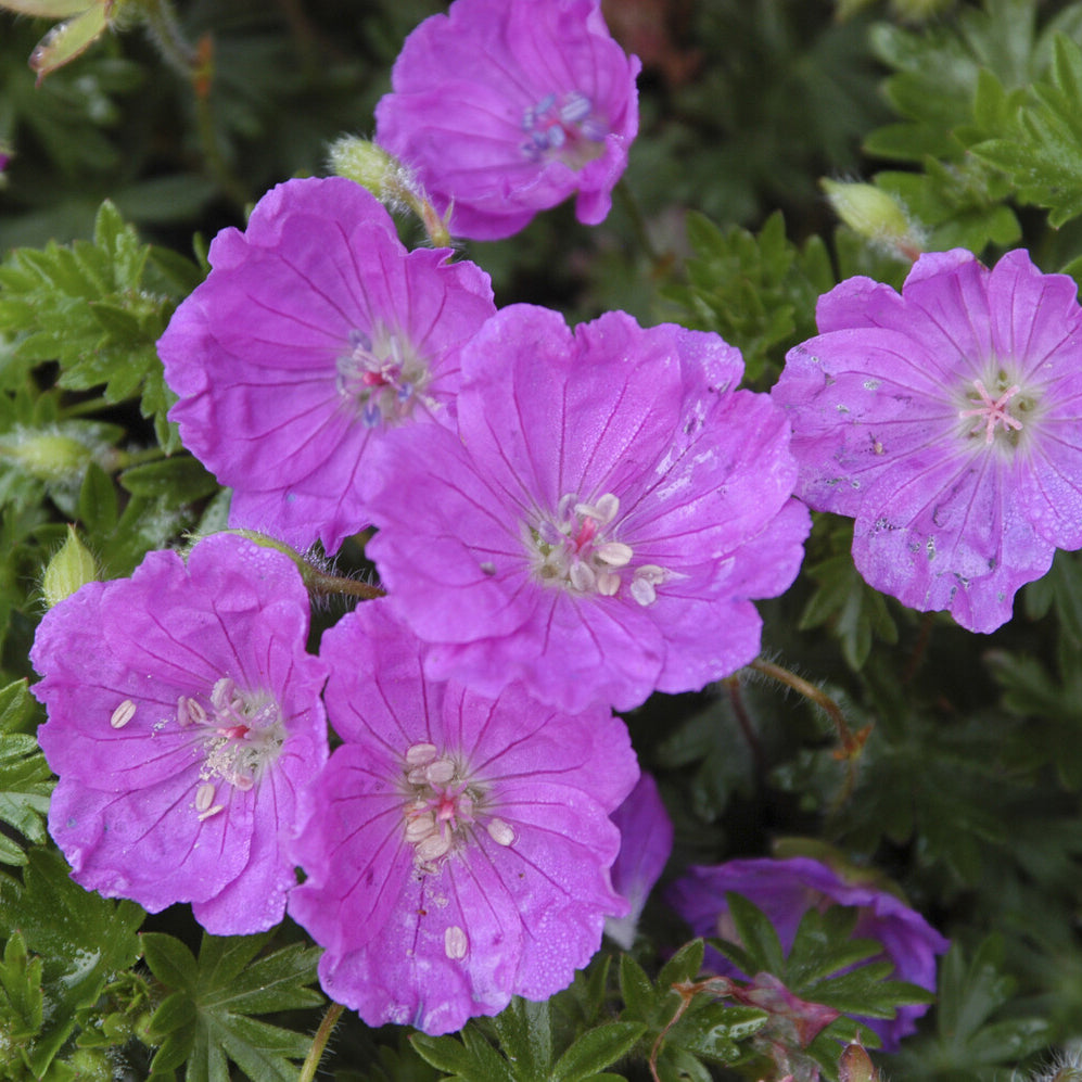 Geranium sanguineum Max Frei - Blut-Storchschnabel Max Frei - Geranien