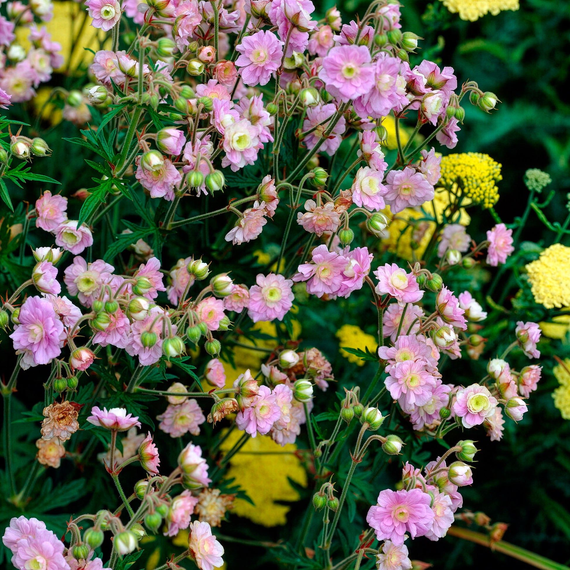 Storchschnabel Summer Skies - Geranium pratense Summer Skies - Bakker