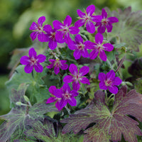 Geranium wlassovianum - Sibirischer Storchschnabel - Geranien