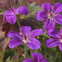 Sibirischer Storchschnabel - Geranium wlassovianum - Bakker