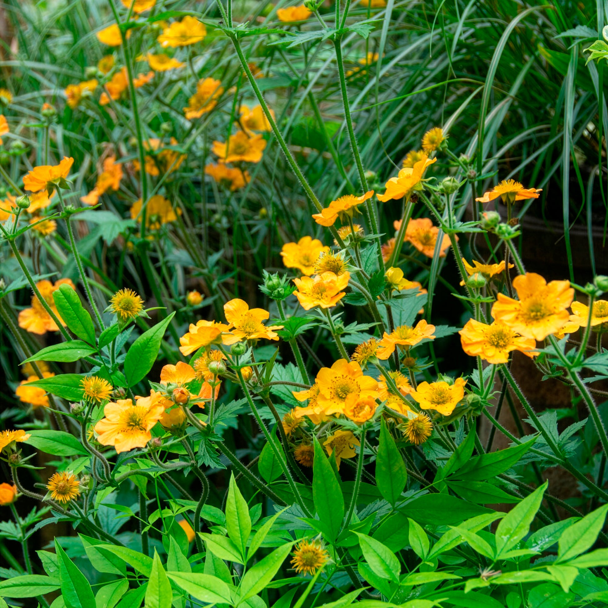 Geum chiloense Lady Stratheden - Chilenische Nelkenwurz Lady Stratheden - Nelkenwurz
