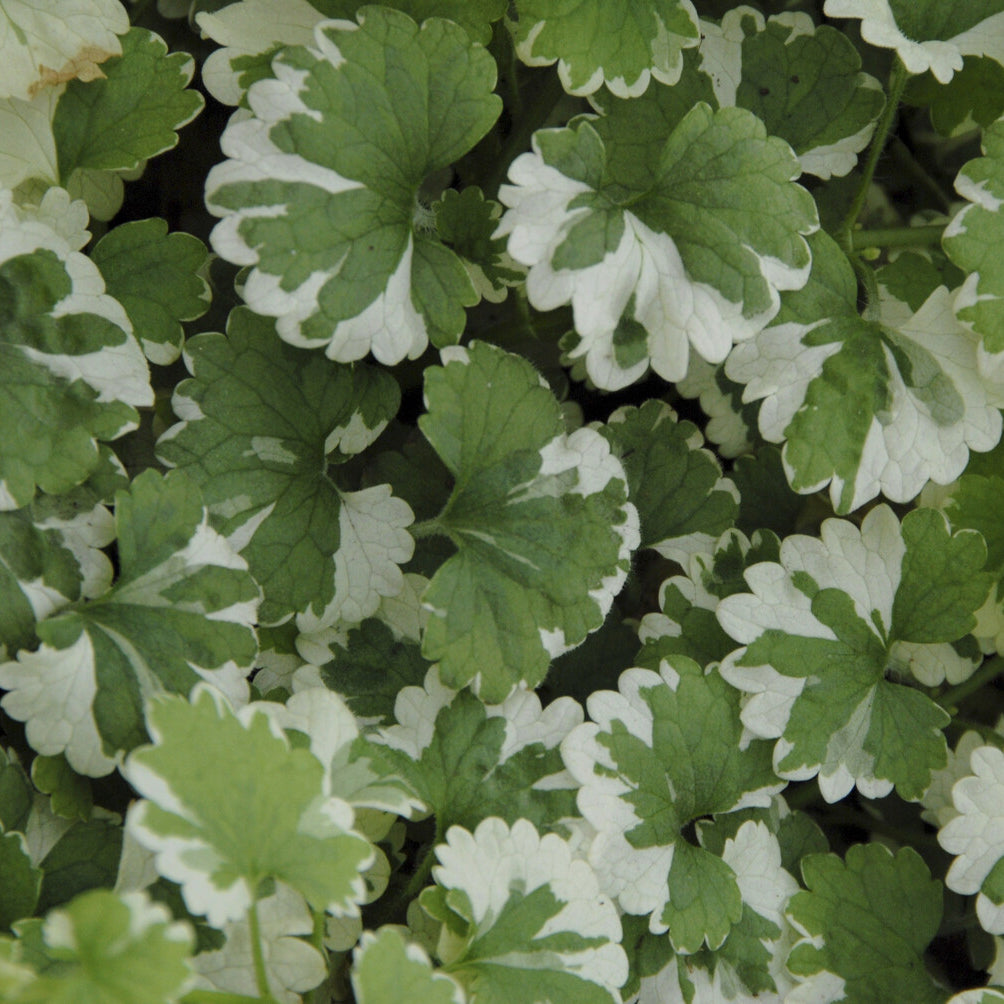 Glechoma hederacea Variegata - Gundermann 'Variegata' - Stauden