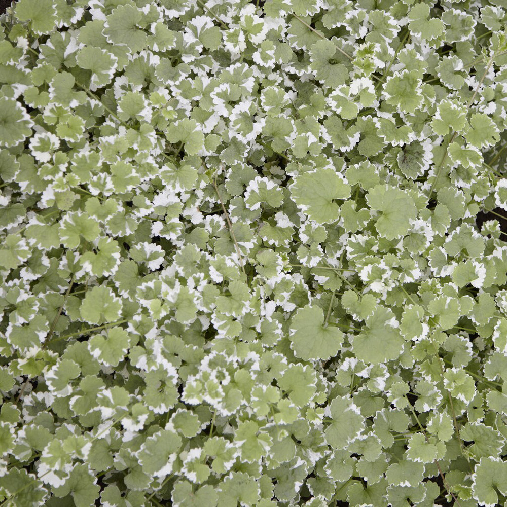 Gundermann 'Variegata' - Glechoma hederacea Variegata - Bakker