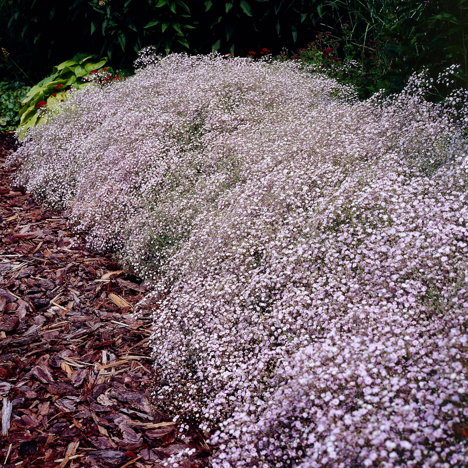 Gypsophila paniculata Rosenschleier - Kriechendes Schleierkraut 'Rosenschleier' - Gypsophila