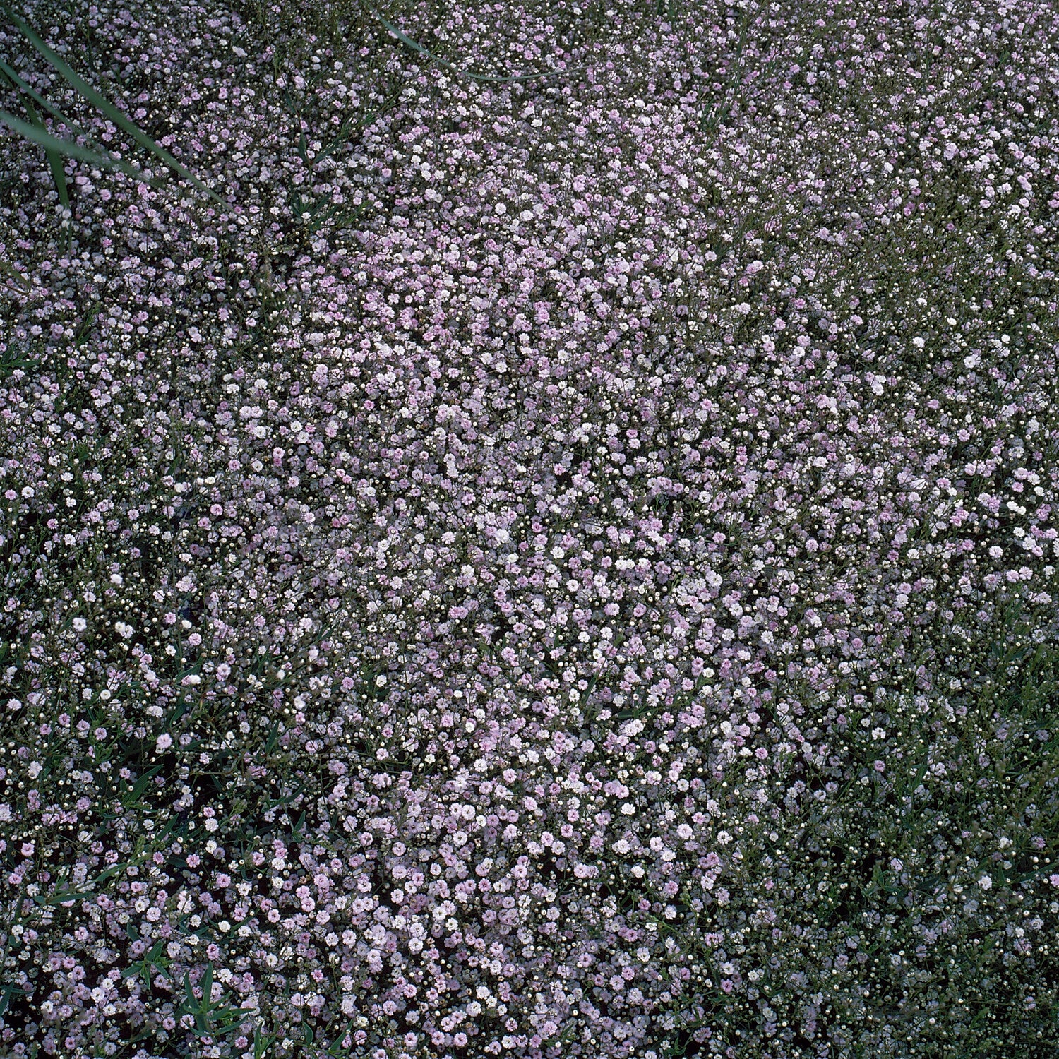 Kriechendes Schleierkraut 'Rosenschleier' - Gypsophila paniculata Rosenschleier - Bakker