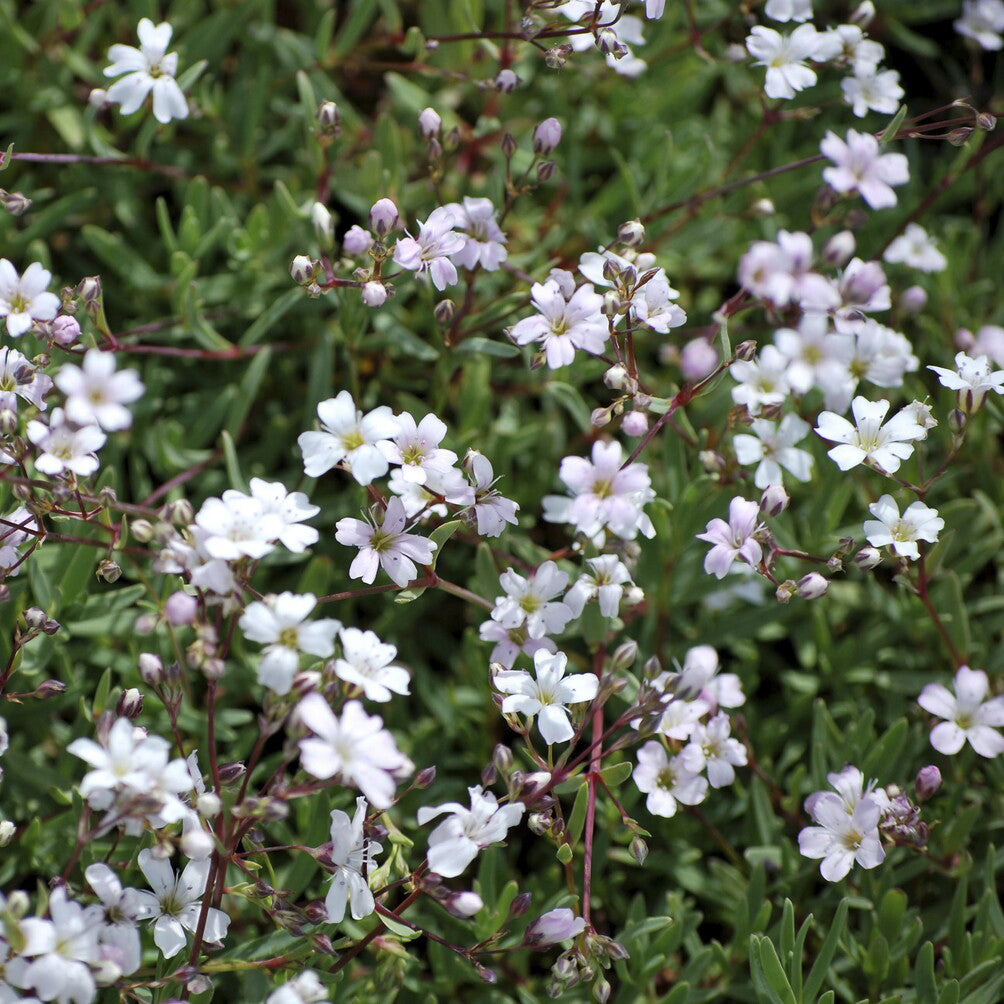 Kriechendes Schleierkraut 'Alba' - Bakker