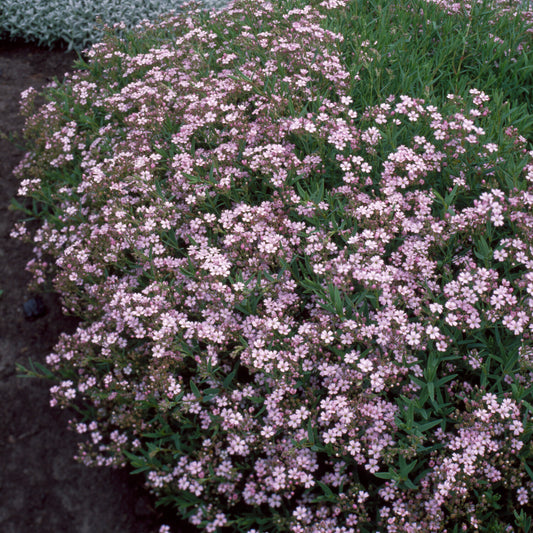 Kriechendes Schleierkraut 'Rosea' - Bakker