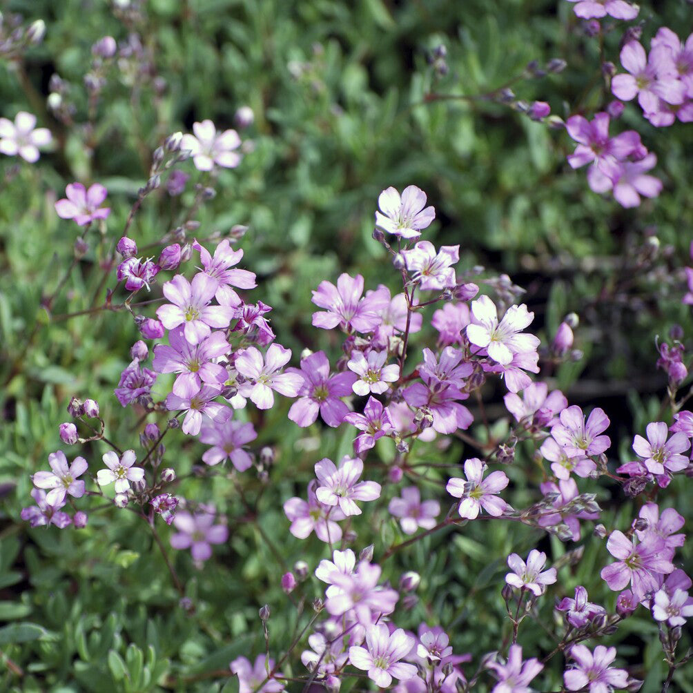 Kriechendes Schleierkraut 'Rosea' - Gypsophila repens Rosea - Bakker