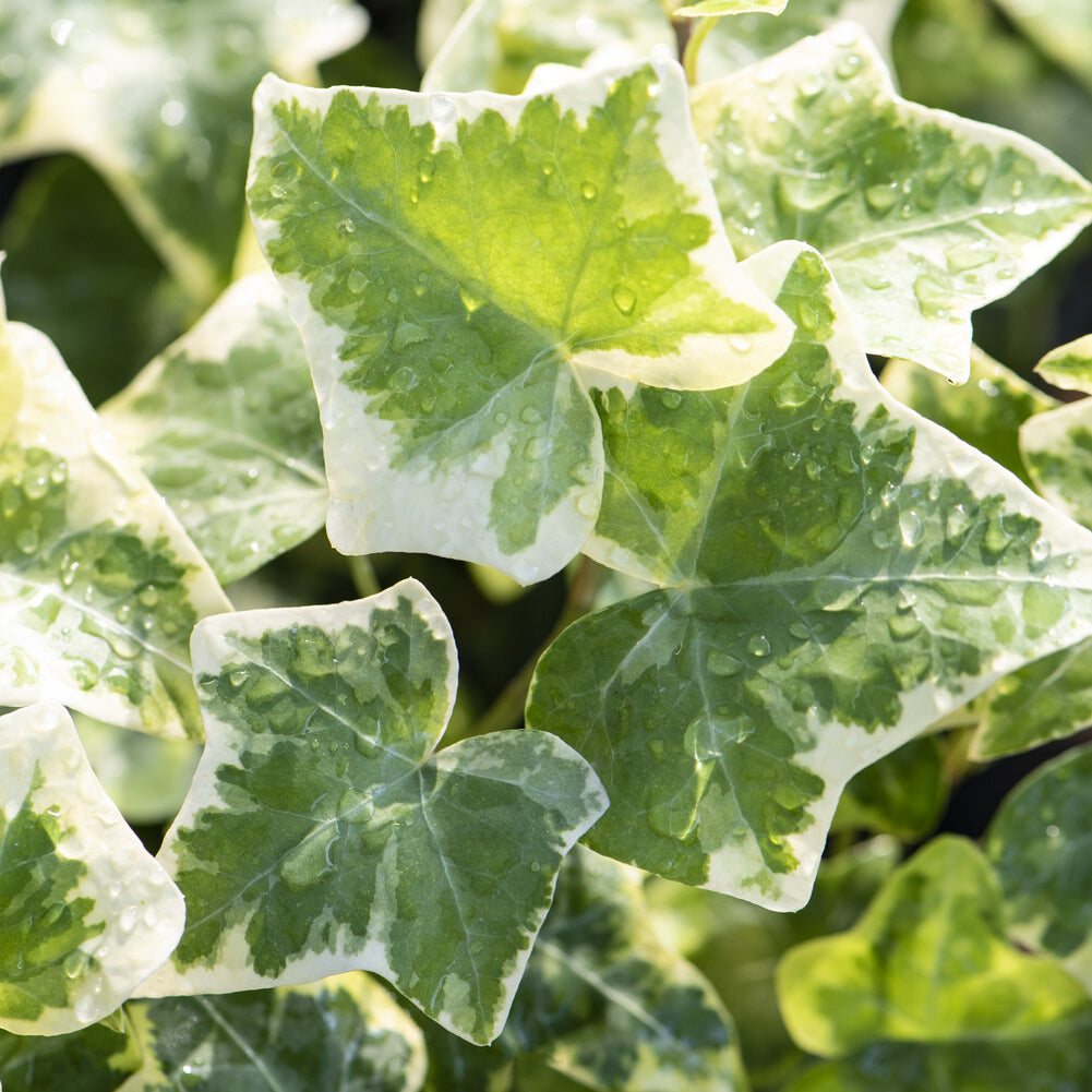 Verkauf Weißgrüner Efeu 'Glacier' - Hedera helix Glacier