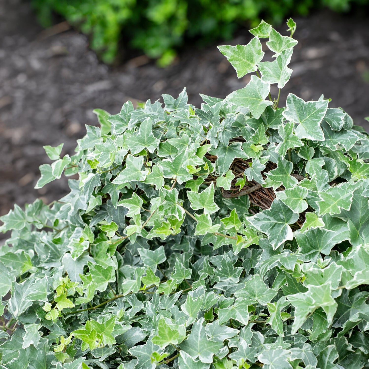 Weißgrüner Efeu 'Glacier' - Hedera helix Glacier - Bakker