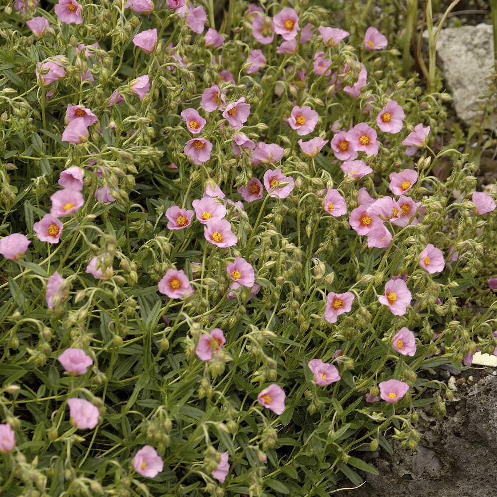 Sonnenröschen 'Lawrenson´s Pink' - Bakker