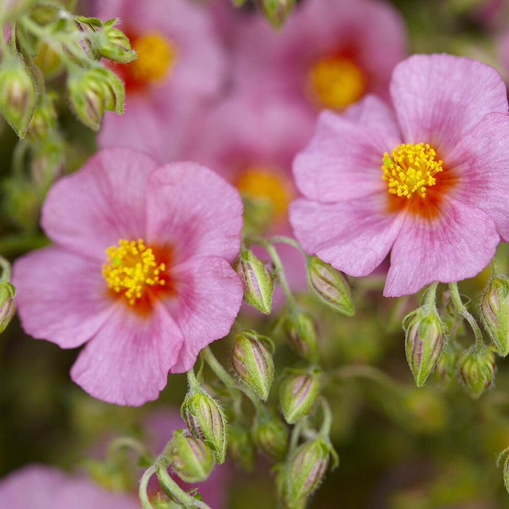 Helianthemum Lawrenson's Pink - Sonnenröschen 'Lawrenson´s Pink' - Helianthemen