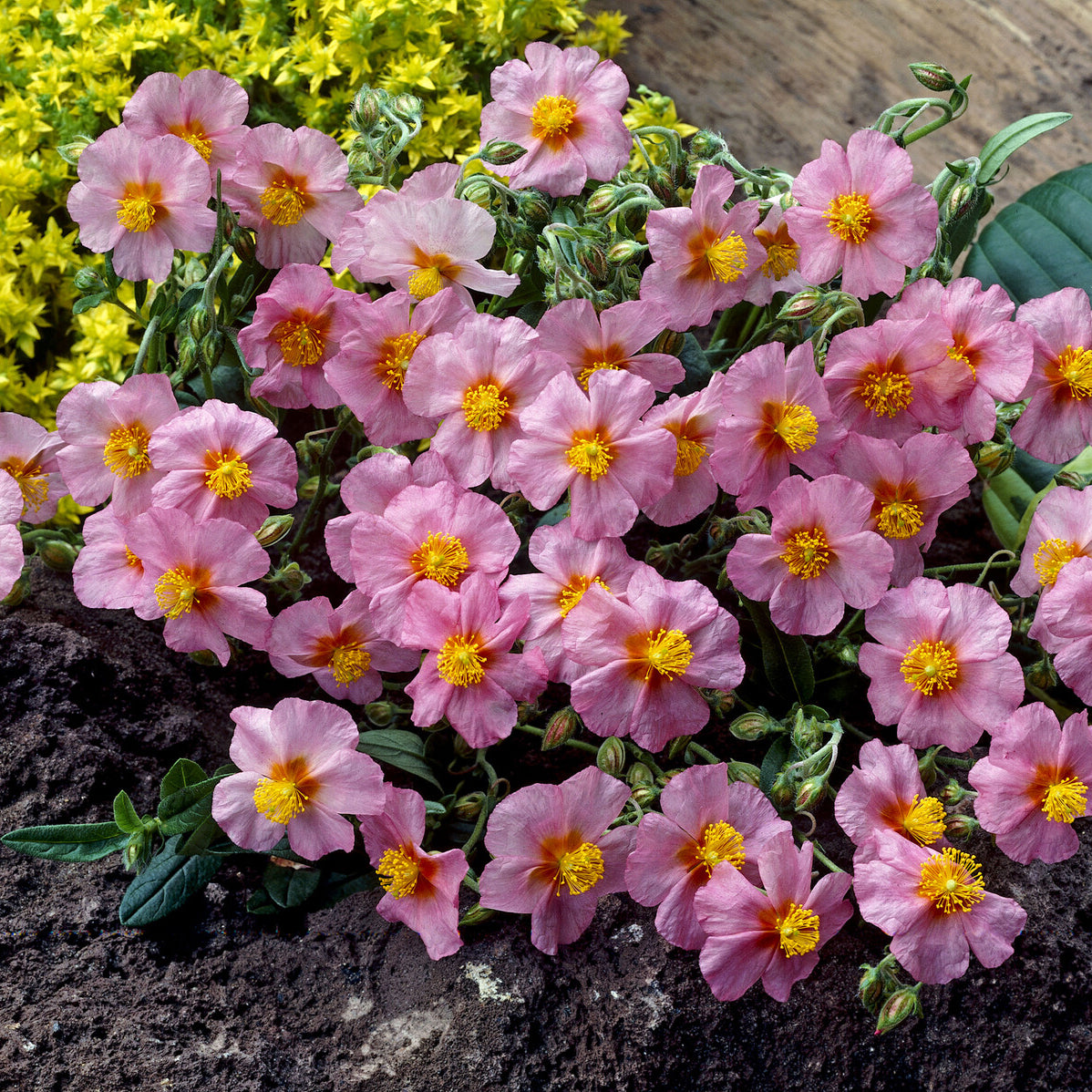 Sonnenröschen 'Lawrenson´s Pink' - Helianthemum Lawrenson's Pink - Bakker
