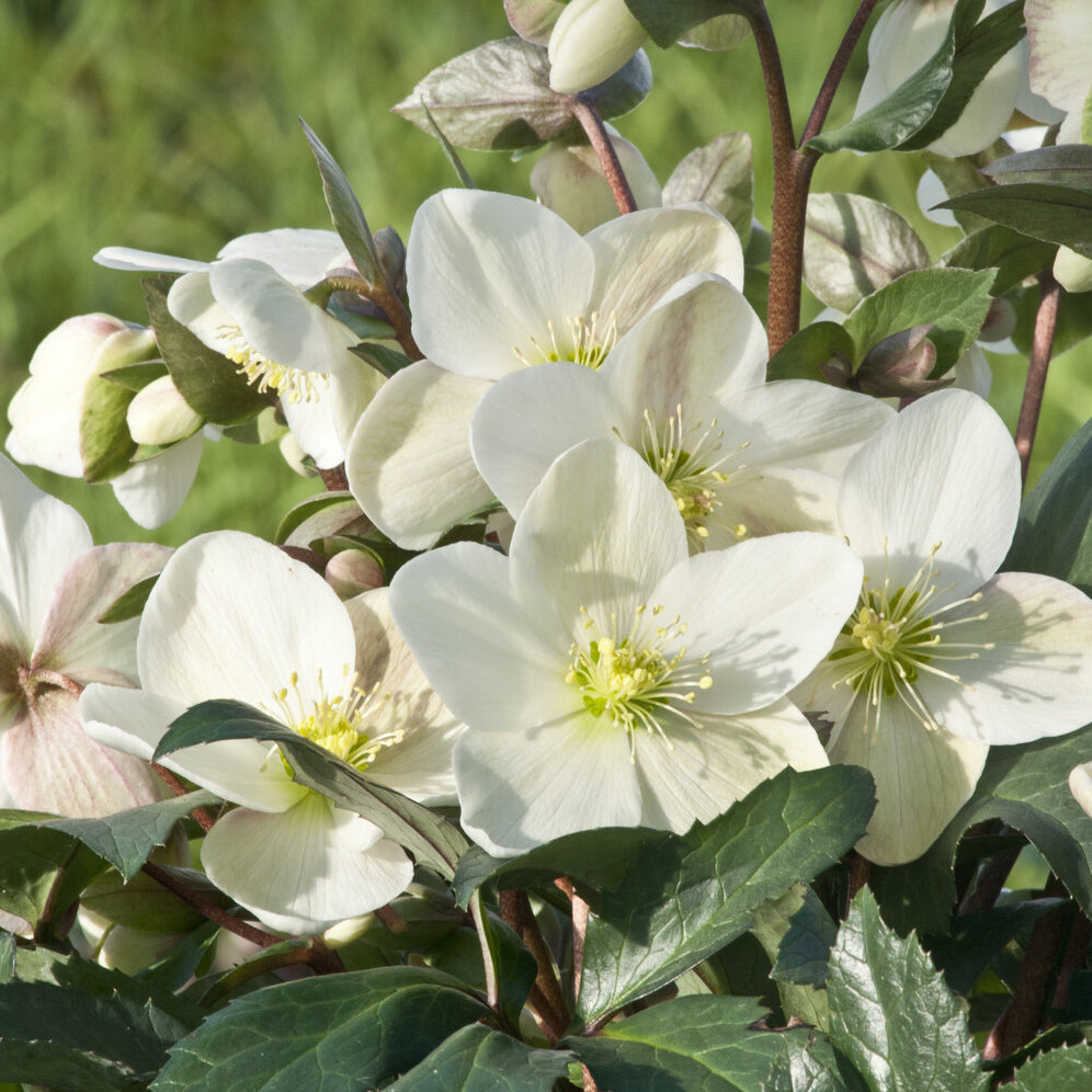 Hybrid-Helleborus Emma - Helleborus x nigercors Emma - Bakker