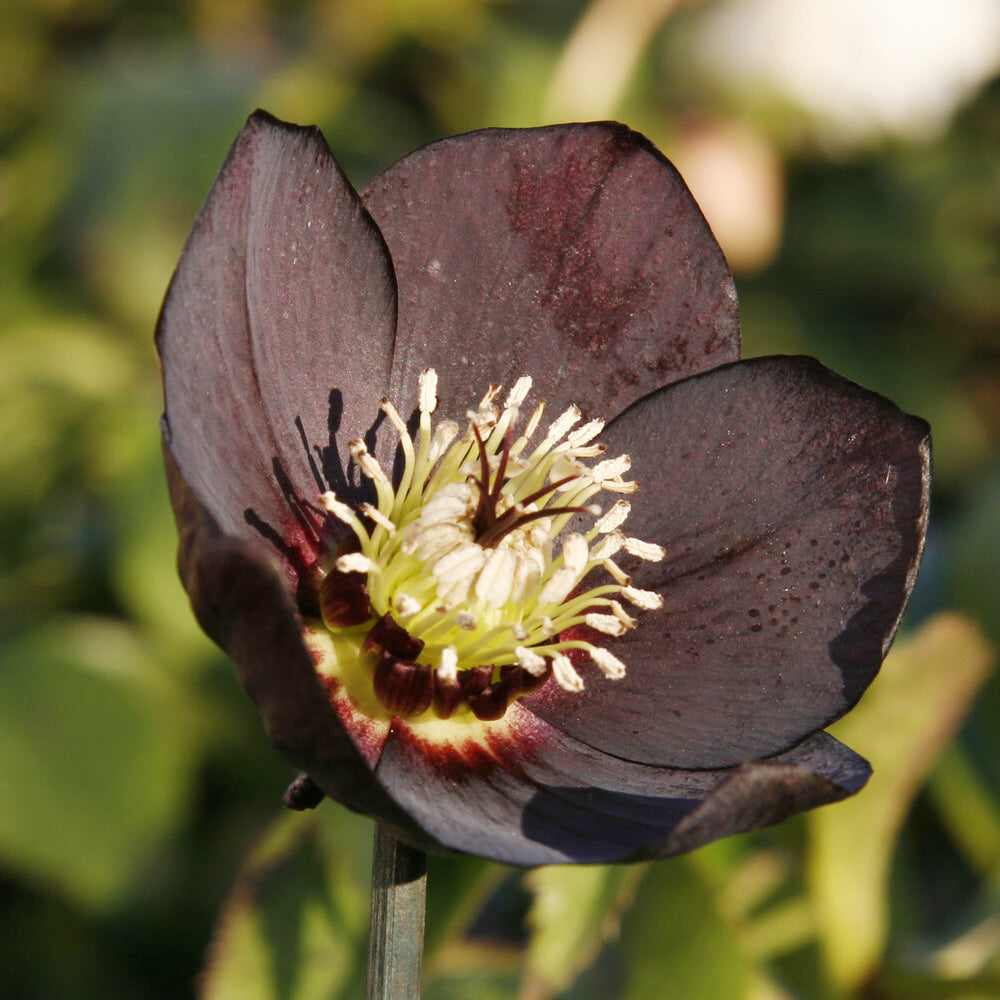 Lenzrose ‘Black’ - Helleborus orientalis Black - Bakker
