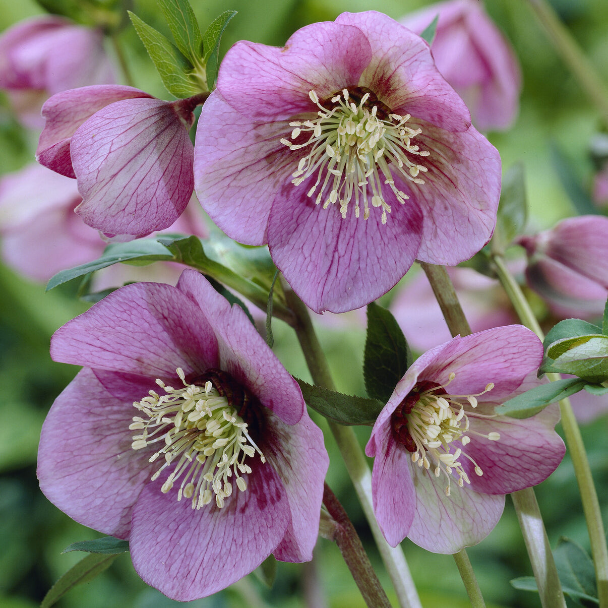 Stauden - Orientalische Nieswurz Pink Lady - Helleborus orientalis Pink Lady