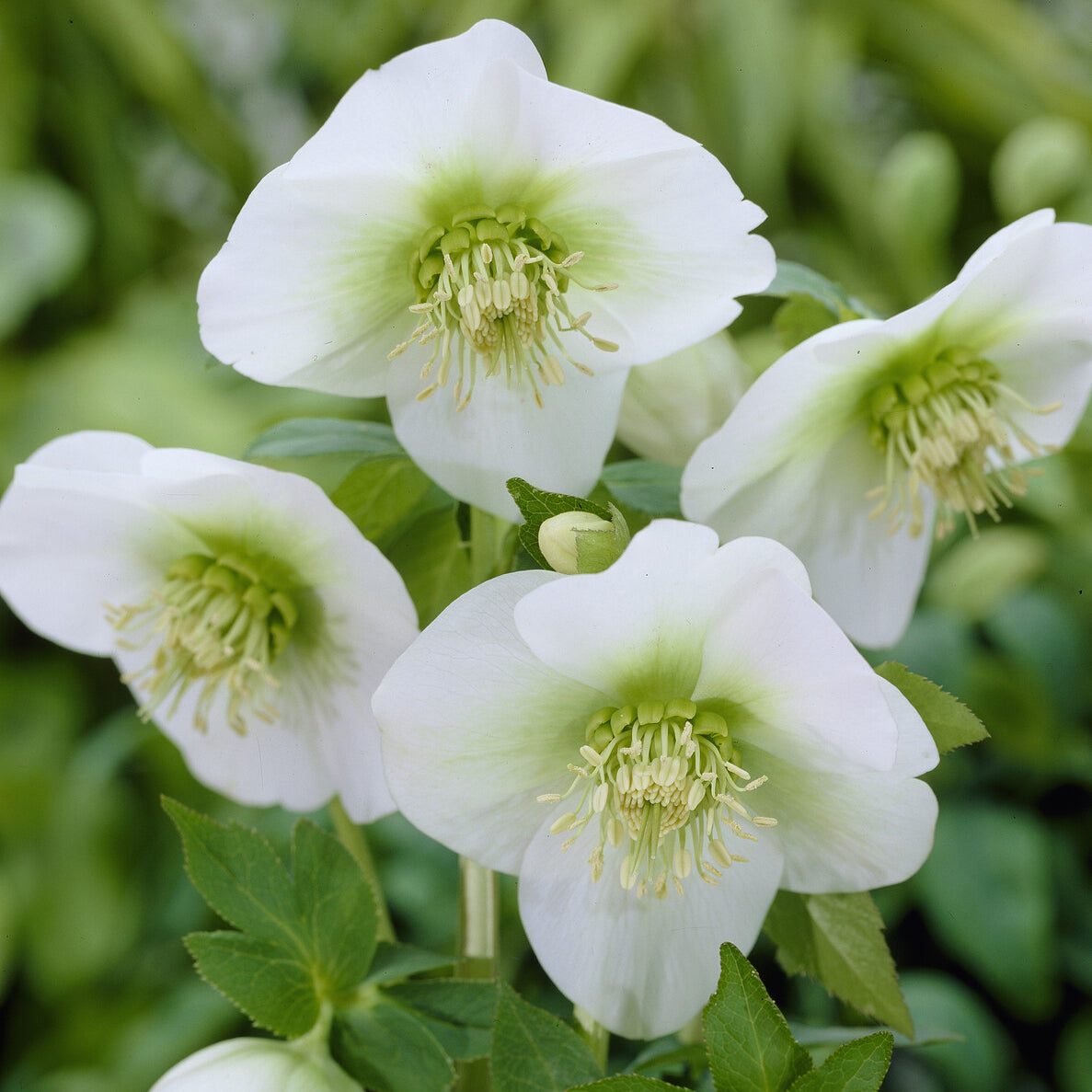 Lenzrose ‘White Lady’ - Helleborus orientalis White Lady - Bakker