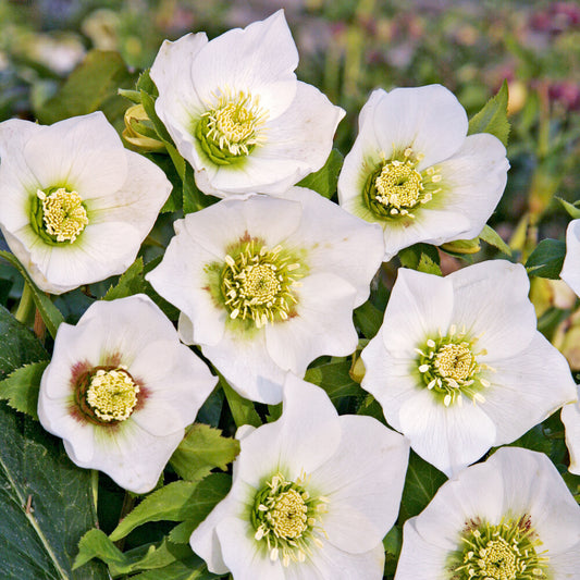 Lenzrose ‘White Lady’ - Bakker