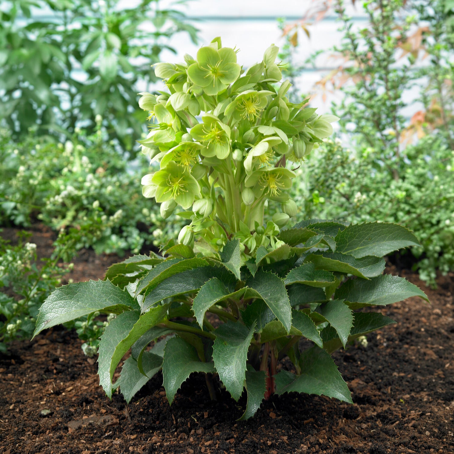 Stern-Nieswurz - Helleborus sternii - Bakker