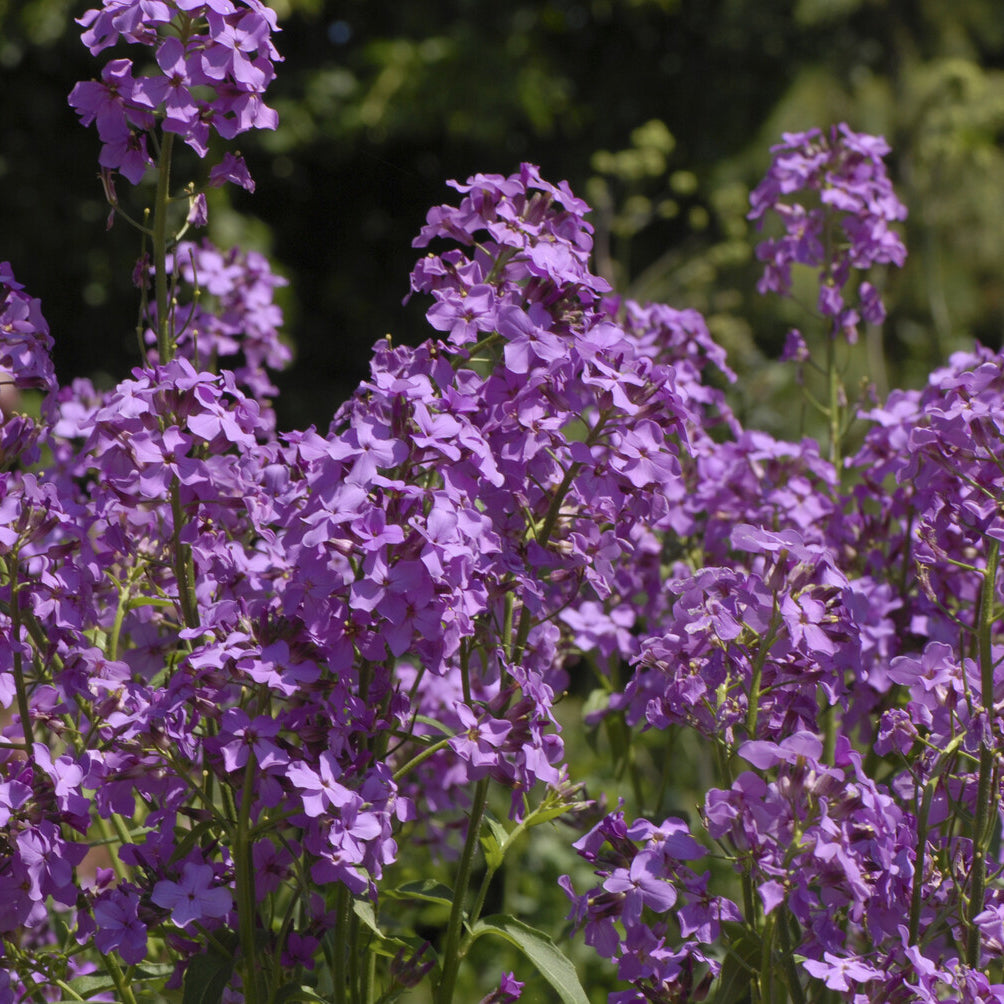 Nachtviole - Hesperis matronalis - Bakker