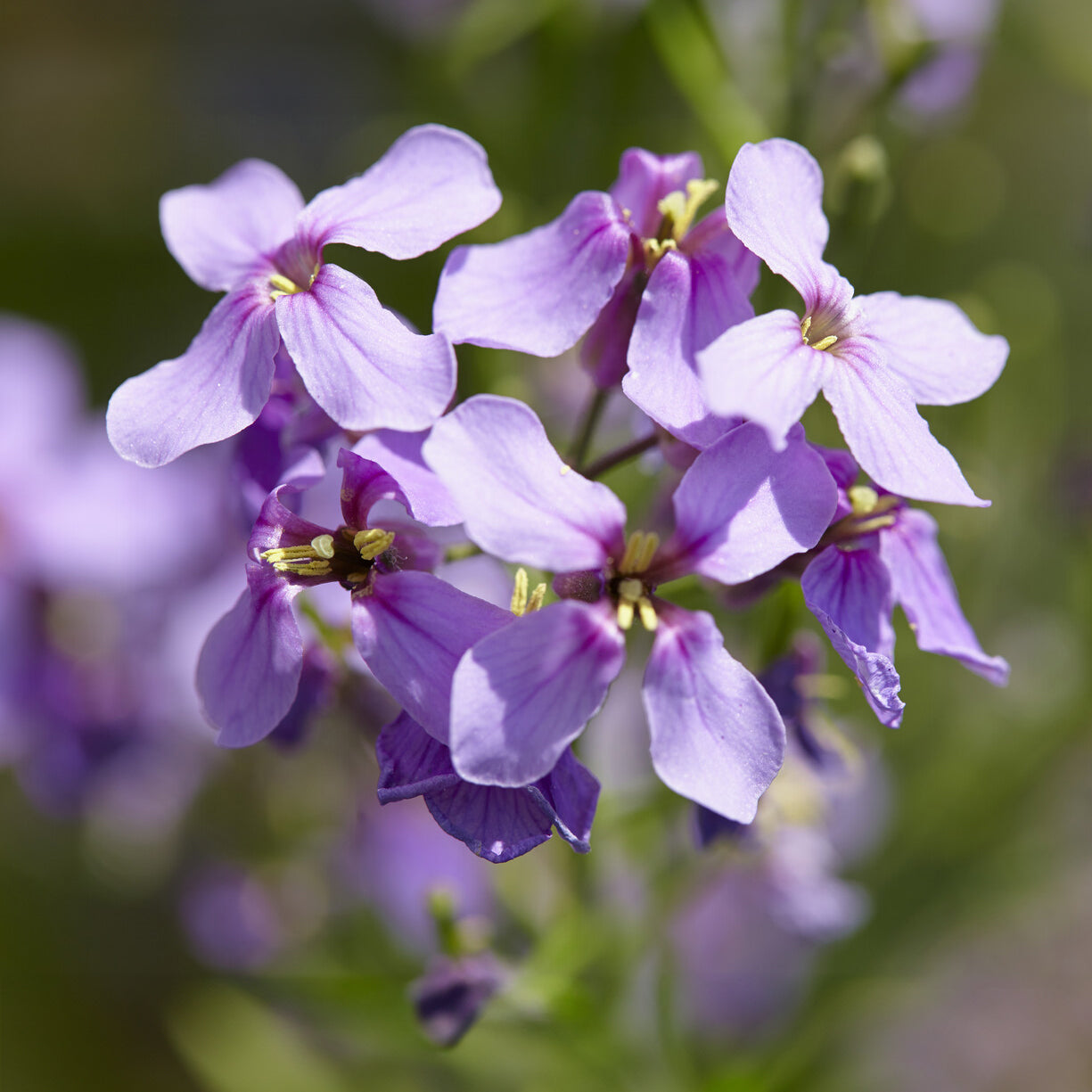 Hesperis matronalis - Nachtviole - Stauden