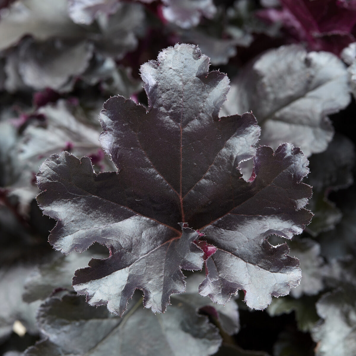 Heuchera Black Pearl - Heuchera Black Pearl - Bakker