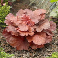 Purpurglöckchen ‘Fire Alarm’ - Heuchera Fire Alarm - Bakker