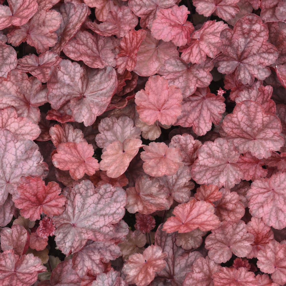 Heuchera Fire Chief - Heuchera Fire Chief - Heuchera - Purpurglöckchen