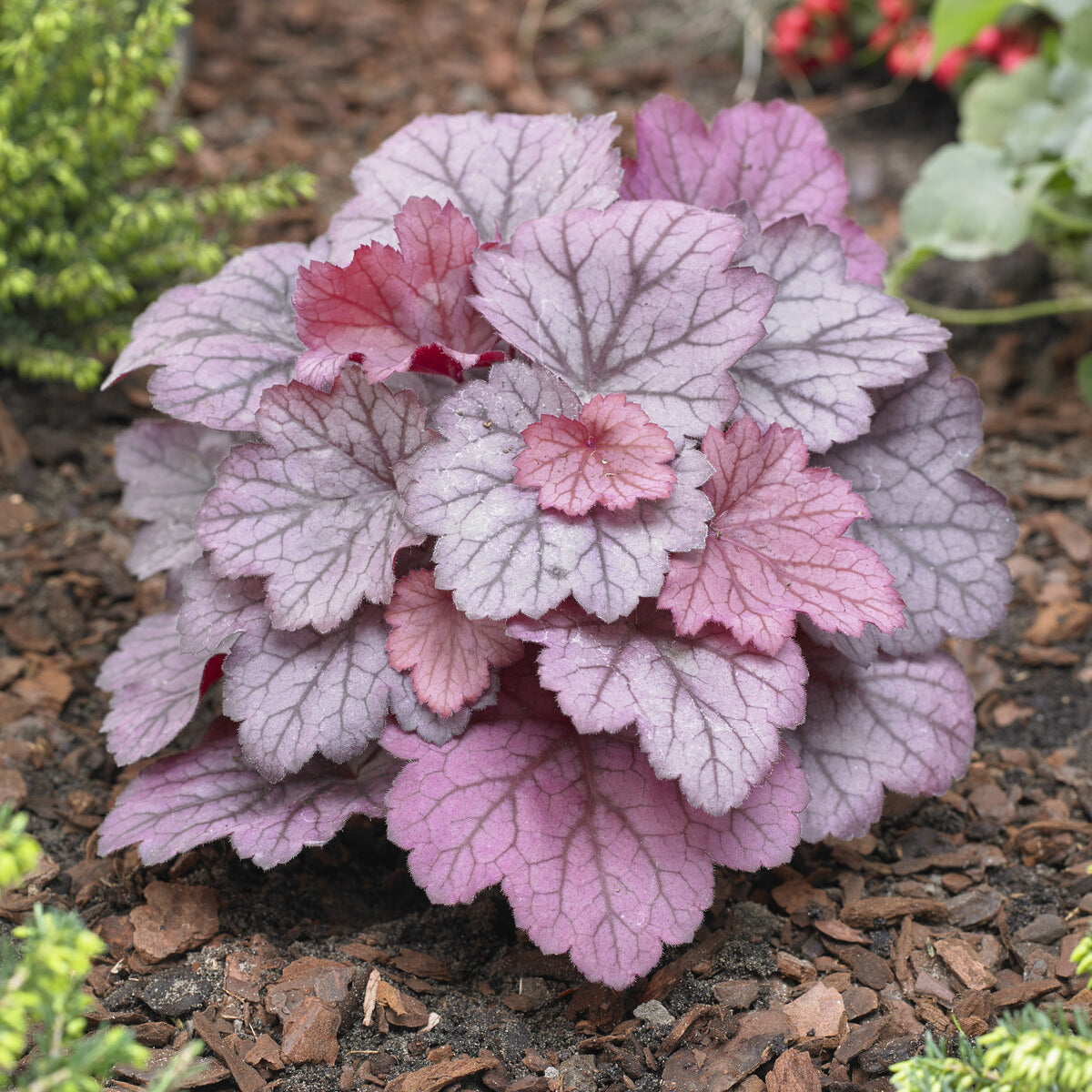 Heuchera Georgia Plum - Bakker